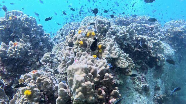 Underwater action cam sweeps over bustling coral reef. Schools of small fish dart amidst branching corals, while large black fish glides gracefully. Sea anemones pulse as reef hums with activity
