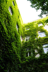 Obraz premium Facade of a residential building completely covered with lush green ivy creeper plants. Eco-friendly architecture and vertical gardening concept.