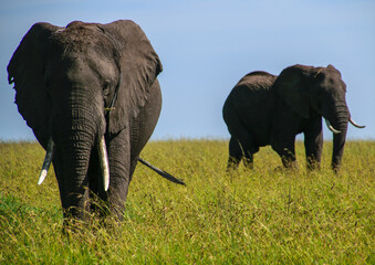 Elephant | Maasai Mara, Kenya