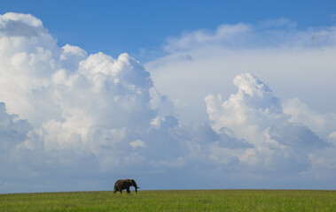 Elephant | Maasai Mara, Kenya