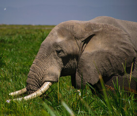 Elephant | Amboseli National Park, Kenya