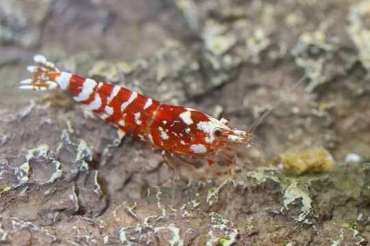 Closeup on a red and white cherry shrimp, Neocaridina davidi orange rili on a stone in a greshwater aquarium