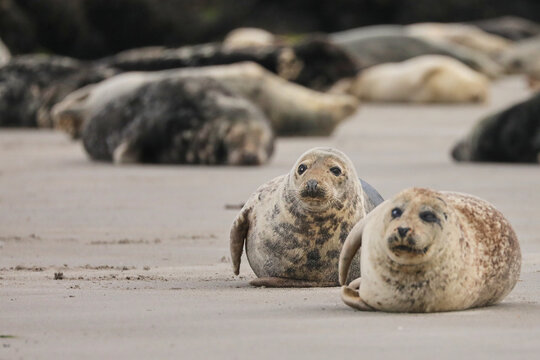 Two grey seal pups resting on sandy beach with adult seals blurred in background colony. Marine wildlife scene in natural coastal habitat, concept of biodiversity and conservation.