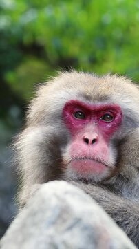 Macaque in Snow Monkey Park, Japan