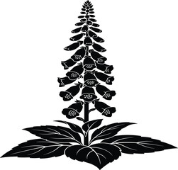 Black and white of a foxglove flower with leaves © TAZMIN