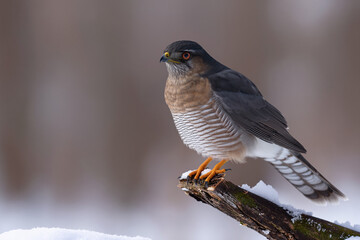 Close-up of a Eurasian Sparrowhawk perched on a tree branch, showcasing its sharp hooked beak, piercing yellow eyes, and finely barred plumage. 