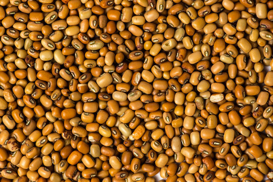 Full-Frame closeup Background of Raw Dried Brown Cowpeas (Red Lobia), Top-Down Close-Up Texture of Organic Vigna Unguiculata Seeds with Distinctive Dark Eyes, High-Angle View of Raw Legumes.