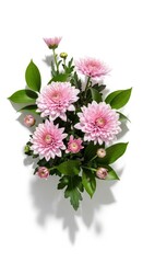 Obraz premium Pink Chrysanthemum Flowers Arrangement White Background