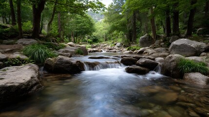 Obraz premium A gentle stream flows over smooth rocks amidst a lush green forest creating a tranquil and natural landscape