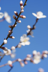Almond Blossom Buds on Branch with Blue Sky and Soft Spring Bokeh