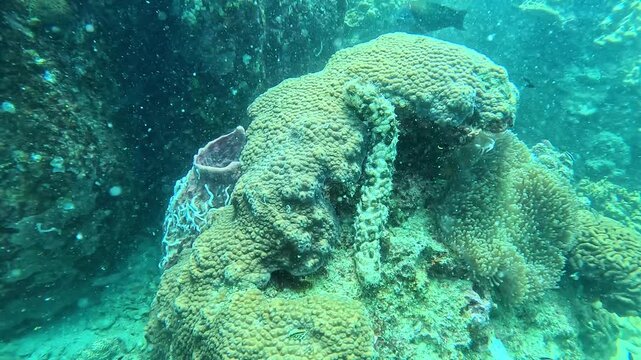 Underwater camera glides over a vibrant Favia coral colony. A sea cucumber slowly creeps across the reef floor. The scene shifts gently as the camera pans, revealing the intricate coral landscape.
