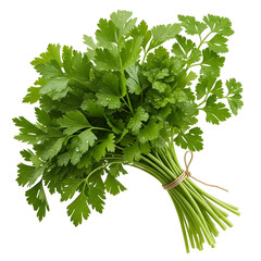 Fresh parsley bunch isolated on transparent background