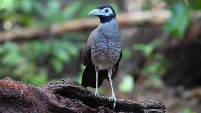 Bornean ground cuckoo (Carpococcyx radiceus)