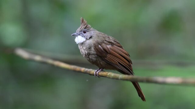 Beautiful shot of a brown-cheeked bulbul sitting on a branch