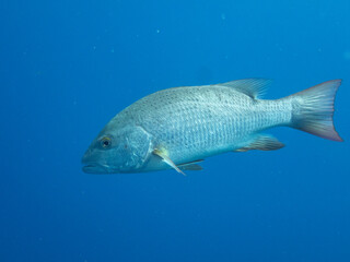 Naklejka premium Gray Snapper
