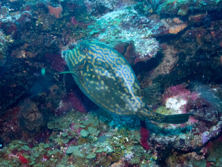 Naklejka premium Scrawled Cowfish
