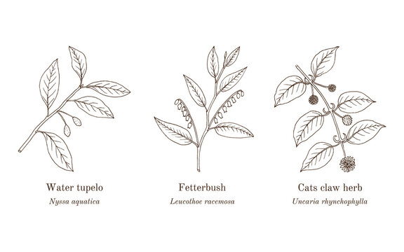 Collection of edible and medicinal plants. Hand drawn botanical vector illustration
