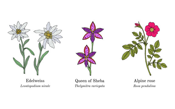 Collection of edible and medicinal plants. Hand drawn botanical vector illustration