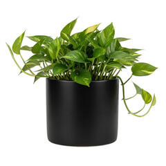 Green Pothos Plant in Black Pot