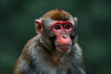 Obraz premium Close-up Portrait of a Macaque Monkey with Red Face and Expressive Eyes Against Blurred Green Forest Background in Natural Wildlife Setting