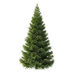 Fototapeta premium Isolated Evergreen Tree Green Foliage