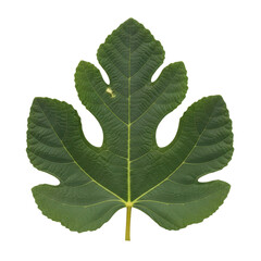 Single Fig Leaf Isolated Black Background