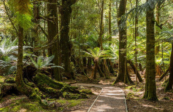 Walking Trail Through Tasmanian Temperate Rainforest, Australia