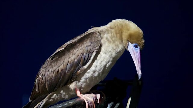 Close-up portrait of a brown booby bird with striking blue eyes and a pink beak