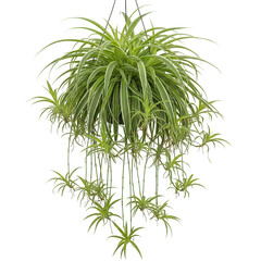 Hanging Spider Plant Foliage Dark Background