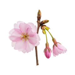 Pink Cherry Blossom Flower Buds Isolated