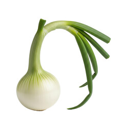 Fresh Green Onion Bulb Isolated Black