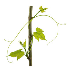 Vine Growing on Black Background