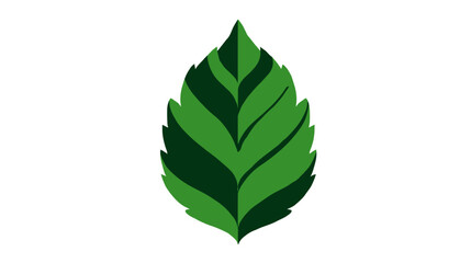 A vibrant, detailed, two-toned green leaf on a clean white backdrop, simple yet elegant