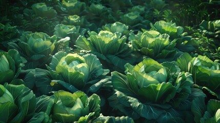 Obraz premium A lush green cabbage field from an aerial perspective. 