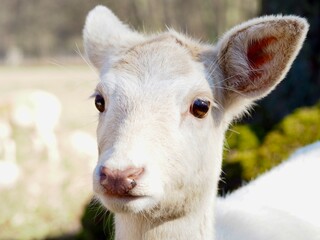 Obraz premium Close-up portrait of a rare white leucistic Fallow Deer fawn in a park