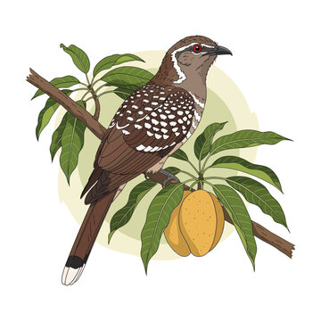 Sri Lankan Koha Bird (Asian Koel) Perched on Mango Tree Branch, Auspicious Symbol for Sinhala and Tamil New Year Vector Illustration