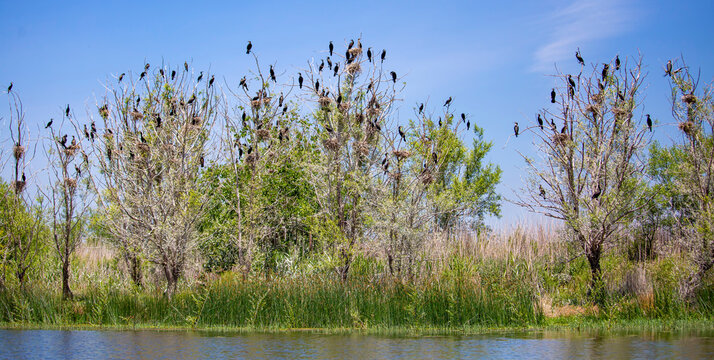Phalacrocorax carbo birds on the tree. Civril lake - Isikli lake - Turkey