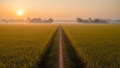 Fototapeta premium Golden rice field path at sunrise with distant village
