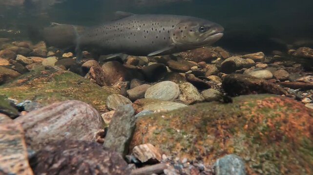 Underwater view of sea trout beating tail into gravel while holding against current at dusk