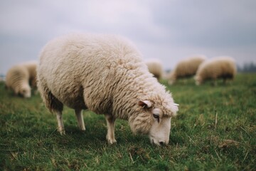 Naklejka premium Fluffy Sheep Grazing in a Green Pasture