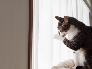 窓際で毛づくろいをする猫