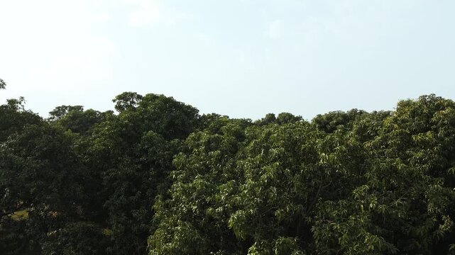 Drone footage showcasing a vast mango orchard with dense rows of healthy green trees extending across the landscape. The aerial perspective highlights agricultural land use, tropical fruit farming, an