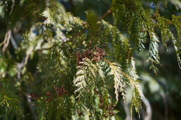Nahaufnahme von Thuja plicata Atrovirens mit kleinen braunen Zapfen im Sonnenlicht