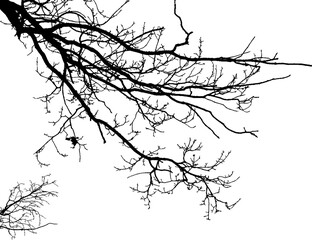 Naklejka premium Vector illustration of natural oak branch