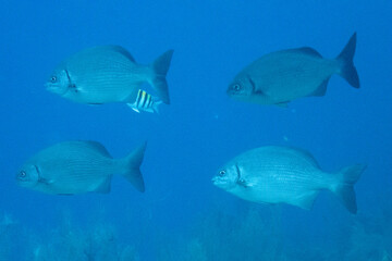 Obraz premium Bermuda Chub