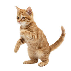 Cute Orange Tabby Kitten Standing on Hind Legs Isolated on White