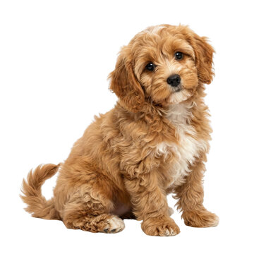 Cute Cavapoo Puppy Sitting Isolated on White Background