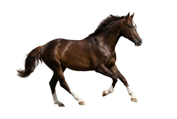 Obraz premium Galloping Brown Horse with White Socks Isolated on White Background