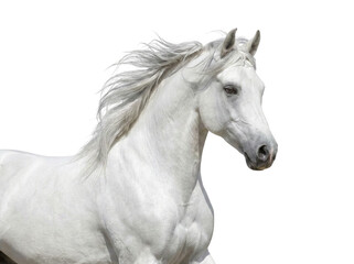Fototapeta premium Majestic White Horse Head and Mane Isolated on White Background