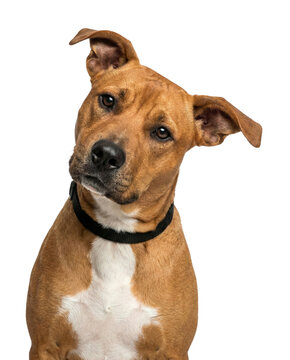 Curious Brown Staffordshire Bull Terrier Mix Dog Tilting Head